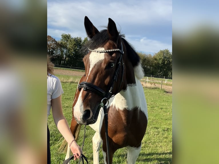 Sonstige Rassen Stute 7 Jahre 154 cm Schecke in Bocholt