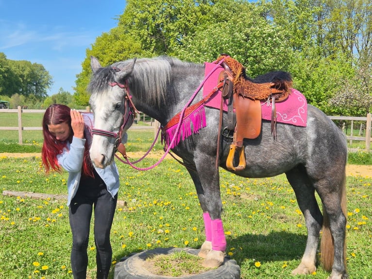 Sonstige Rassen Stute 7 Jahre 155 cm Apfelschimmel in Linkenbach