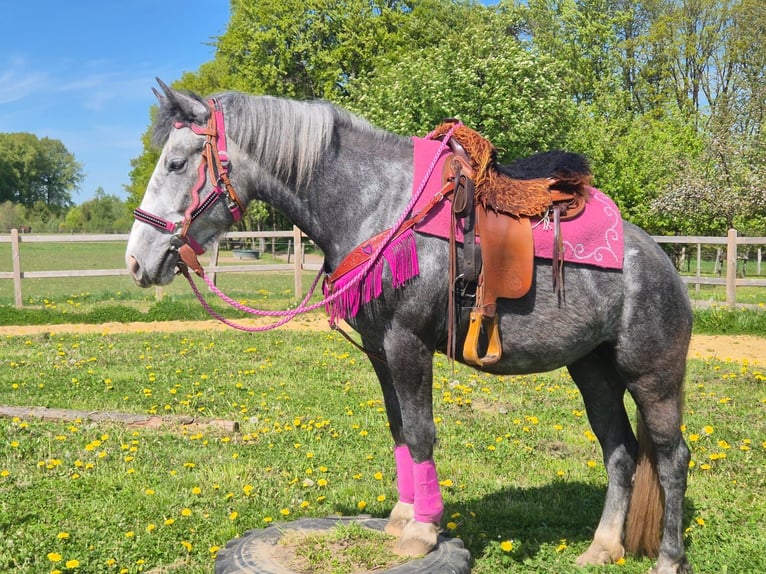 Sonstige Rassen Stute 7 Jahre 155 cm Apfelschimmel in Linkenbach