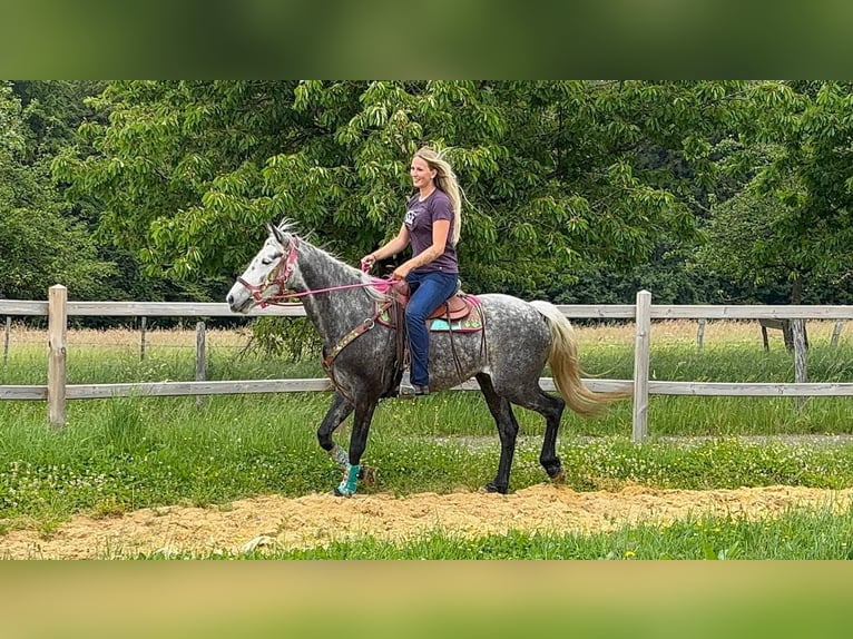 Sonstige Rassen Stute 7 Jahre 156 cm Apfelschimmel in Linkenbach
