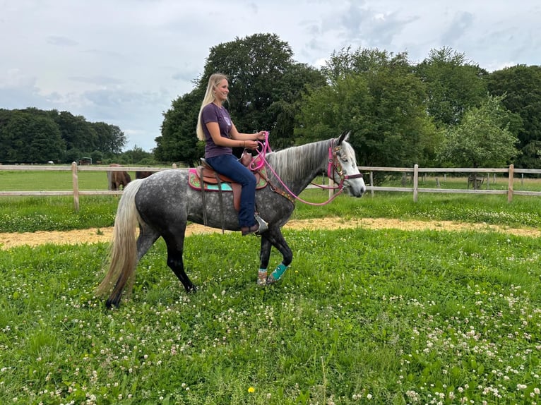 Sonstige Rassen Stute 7 Jahre 156 cm Apfelschimmel in Linkenbach