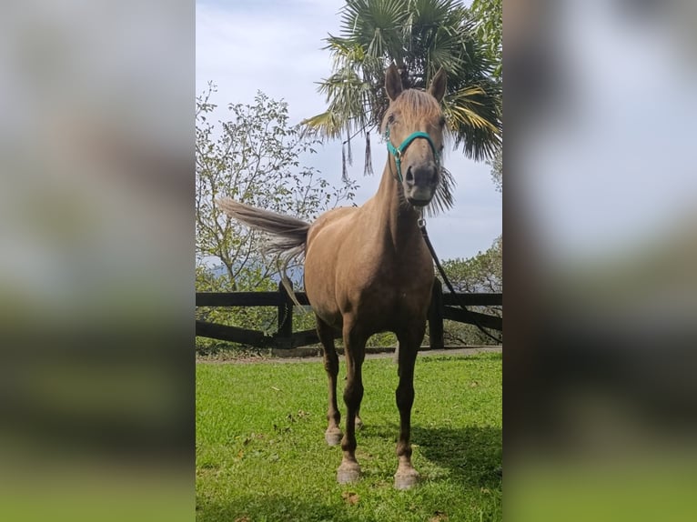 Sonstige Rassen Stute 7 Jahre 156 cm Palomino in Zaldibar