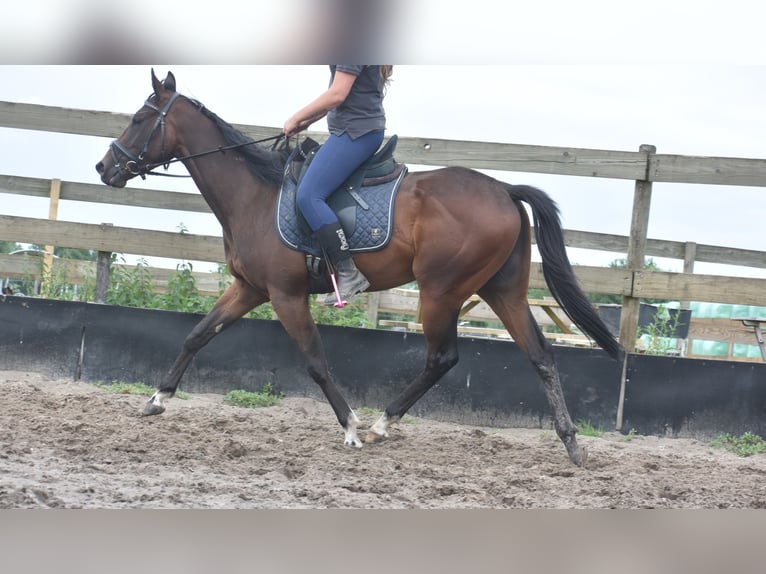 Sonstige Rassen Stute 7 Jahre 157 cm Dunkelbrauner in Achtmaal