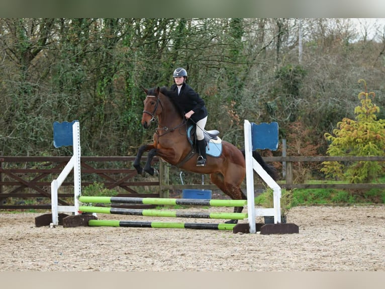 Sonstige Rassen Stute 7 Jahre 157 cm Rotbrauner in Wales