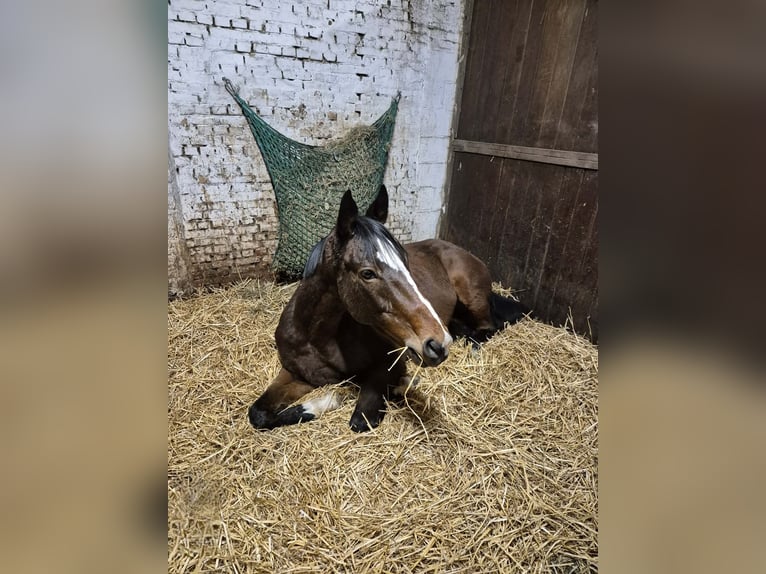 Sonstige Rassen Stute 7 Jahre 158 cm Brauner in Breda