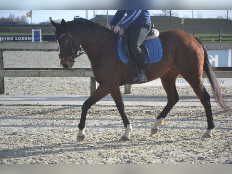 Sonstige Rassen Stute 7 Jahre 158 cm Brauner in Breda