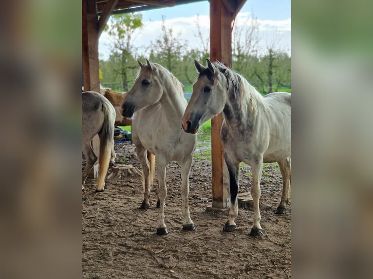 Sonstige Rassen Stute 7 Jahre 160 cm Blauschimmel in Delft