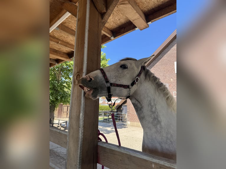 Sonstige Rassen Stute 7 Jahre 160 cm Blauschimmel in Delft