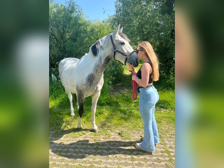 Sonstige Rassen Stute 7 Jahre 160 cm Blauschimmel in Delft