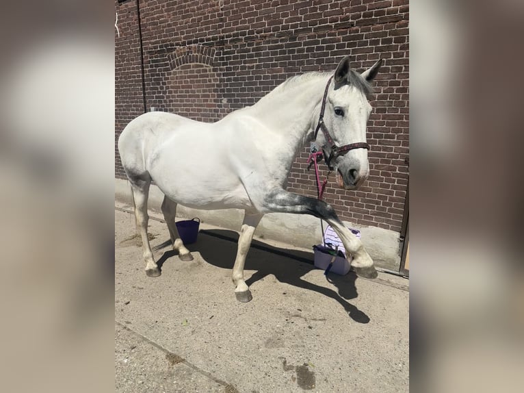 Sonstige Rassen Stute 7 Jahre 160 cm Blauschimmel in Delft