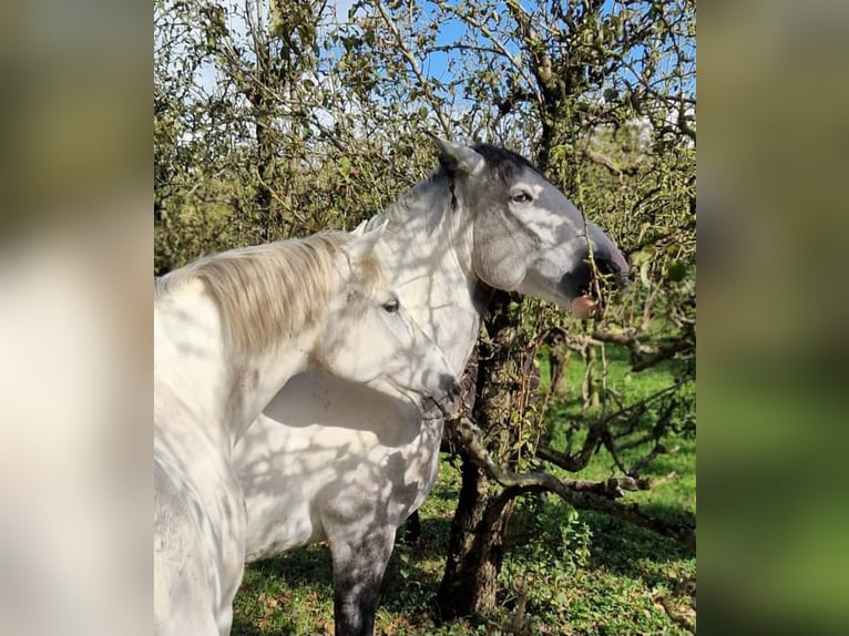 Sonstige Rassen Stute 7 Jahre 160 cm Blauschimmel in Delft