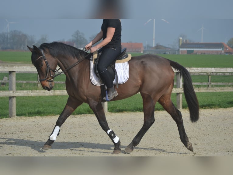 Sonstige Rassen Stute 7 Jahre 160 cm Brauner in Breda