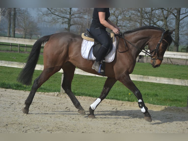 Sonstige Rassen Stute 7 Jahre 160 cm Brauner in Breda