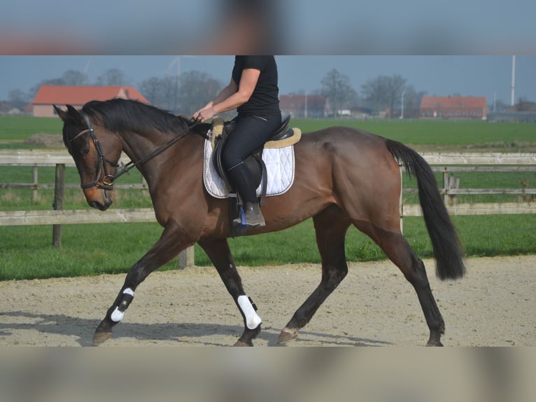 Sonstige Rassen Stute 7 Jahre 160 cm Brauner in Breda