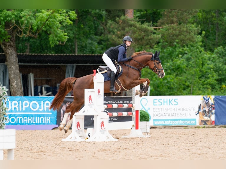 Sonstige Rassen Stute 7 Jahre 160 cm Dunkelfuchs in Kiia