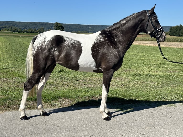 Sonstige Rassen Mix Stute 7 Jahre 160 cm Schecke in Riedlingen