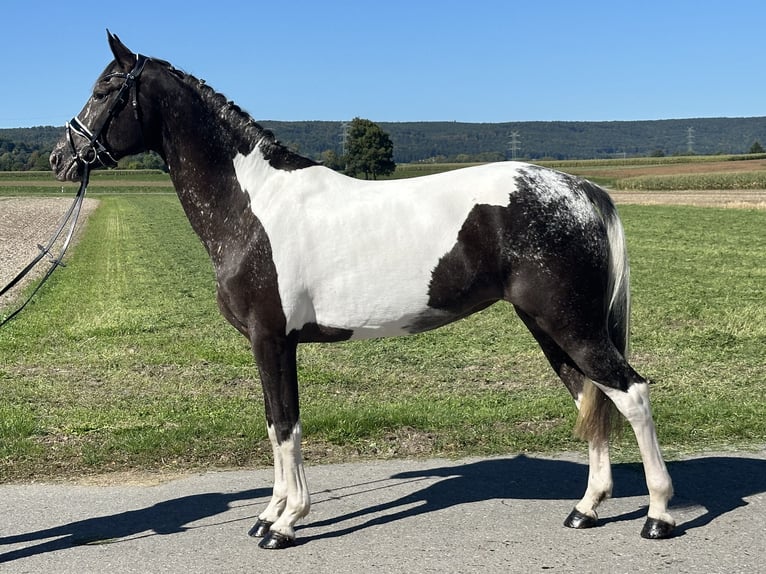 Sonstige Rassen Mix Stute 7 Jahre 160 cm Schecke in Riedlingen