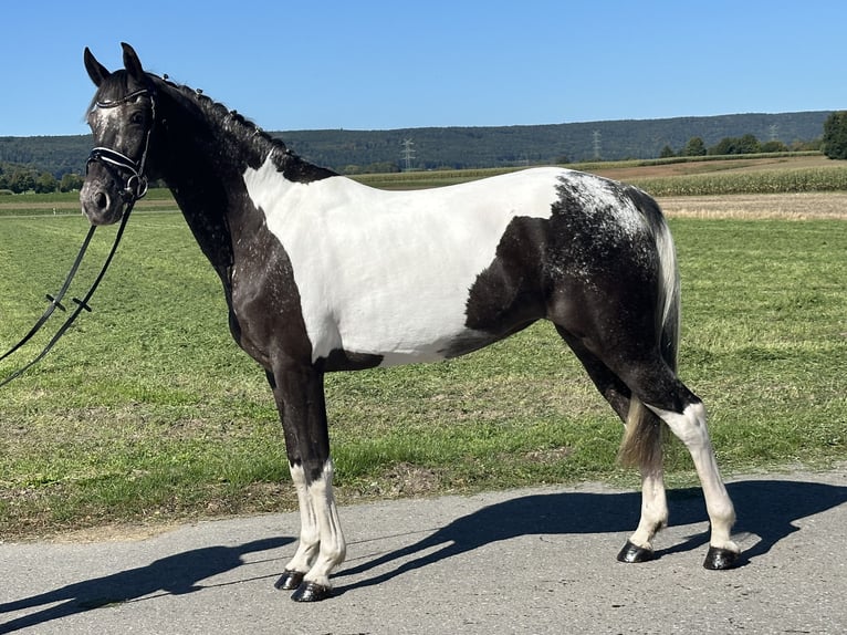 Sonstige Rassen Mix Stute 7 Jahre 160 cm Schecke in Riedlingen