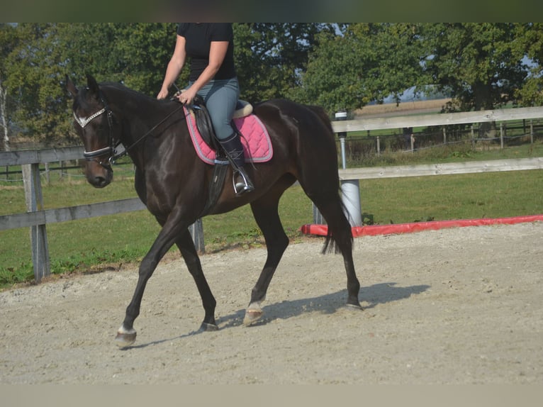 Sonstige Rassen Stute 7 Jahre 167 cm Schwarzbrauner in Breda