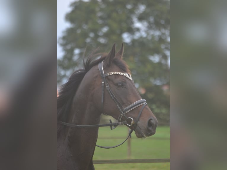 Sonstige Rassen Stute 7 Jahre 167 cm Schwarzbrauner in Breda