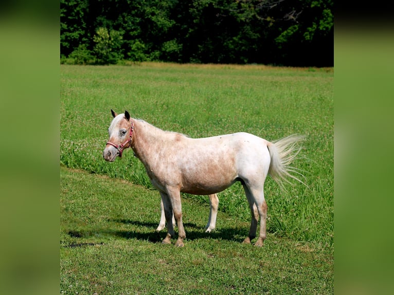 Sonstige Rassen Stute 7 Jahre 91 cm Roan-Red in Charleston