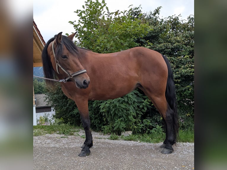 Sonstige Rassen Mix Stute 8 Jahre 140 cm Brauner in Fischbachau