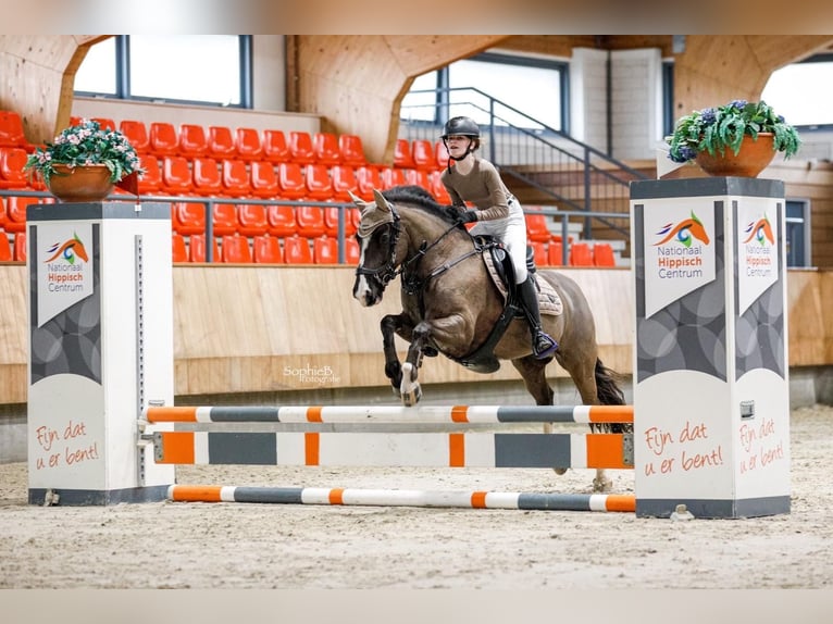 Sonstige Rassen Mix Stute 8 Jahre 143 cm Rappe in Bunschoten