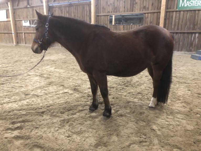 Sonstige Rassen Mix Stute 8 Jahre 144 cm Brauner in Schöntal