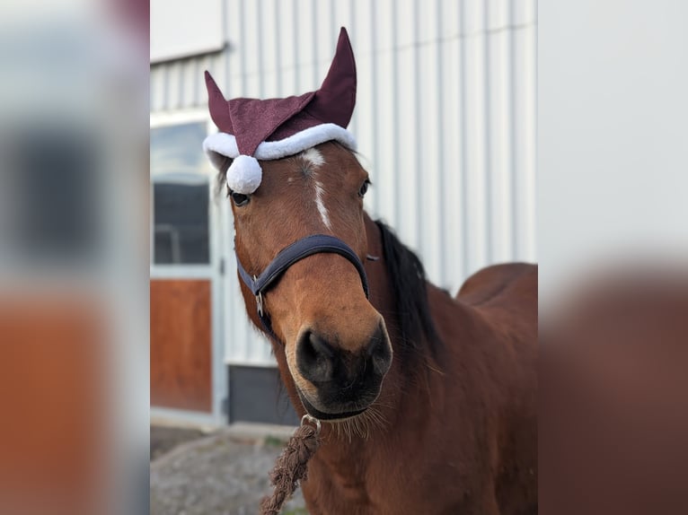 Sonstige Rassen Mix Stute 8 Jahre 144 cm Brauner in Schöntal