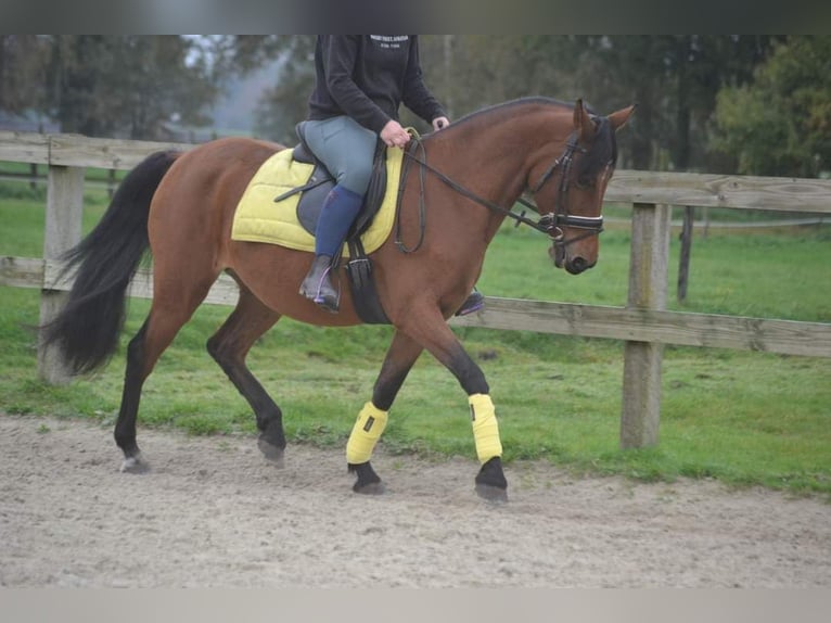 Sonstige Rassen Stute 8 Jahre 145 cm Brauner in Breda