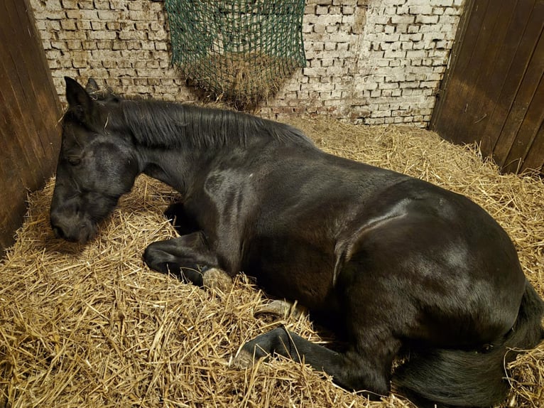 Sonstige Rassen Stute 8 Jahre 145 cm Rappe in Breda