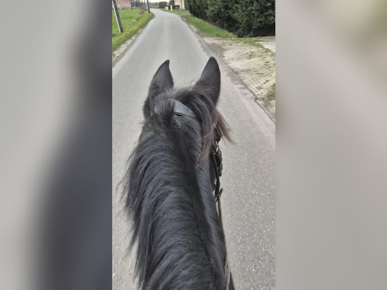 Sonstige Rassen Stute 8 Jahre 145 cm Rappe in Breda