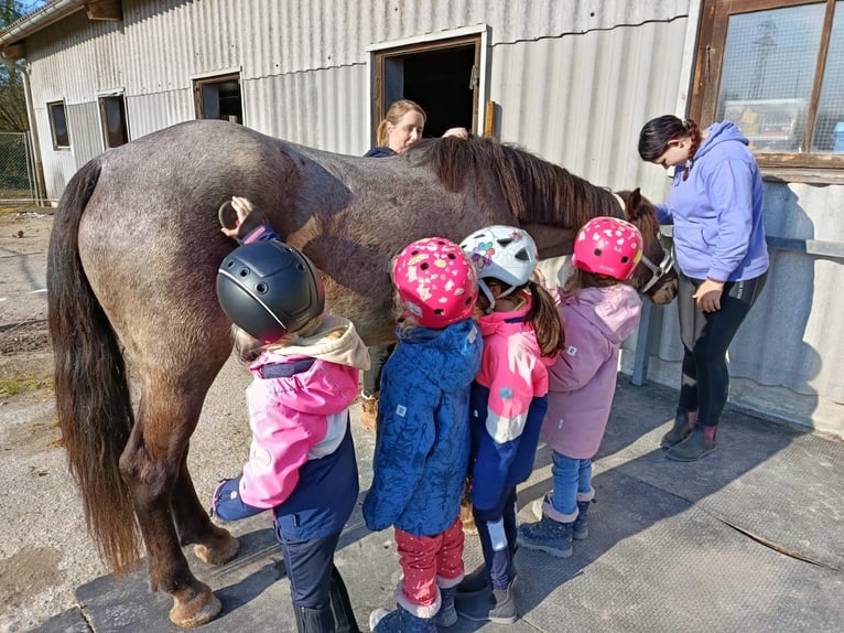 Sonstige Rassen Mix Stute 8 Jahre 147 cm  in Ziefen