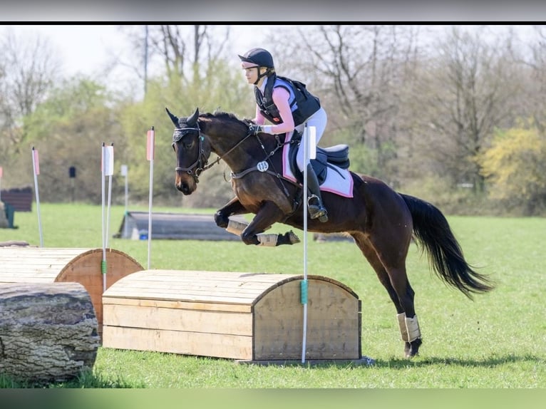 Sonstige Rassen Mix Stute 8 Jahre 147 cm Schwarzbrauner in Kaufbeuren