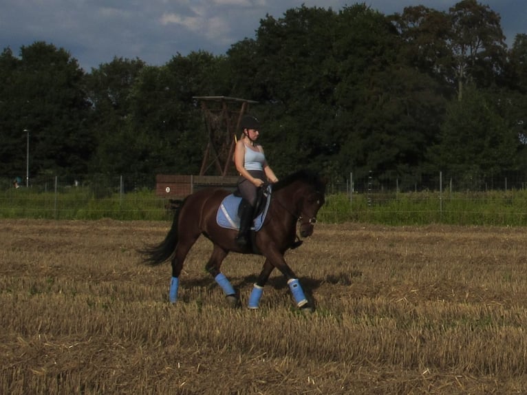 Sonstige Rassen Stute 8 Jahre 148 cm Brauner in Langenhagen