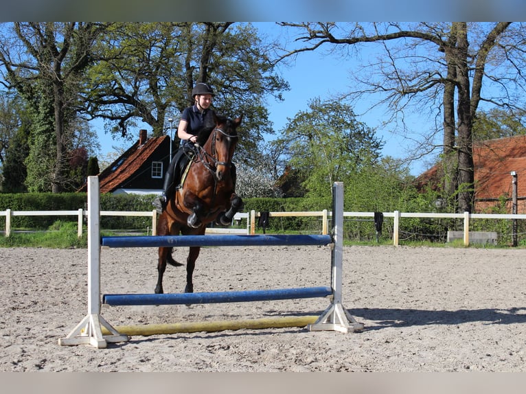 Sonstige Rassen Stute 8 Jahre 148 cm Brauner in Langenhagen