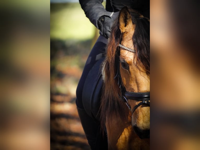 Sonstige Rassen Stute 8 Jahre 148 cm Falbe in Nettersheim