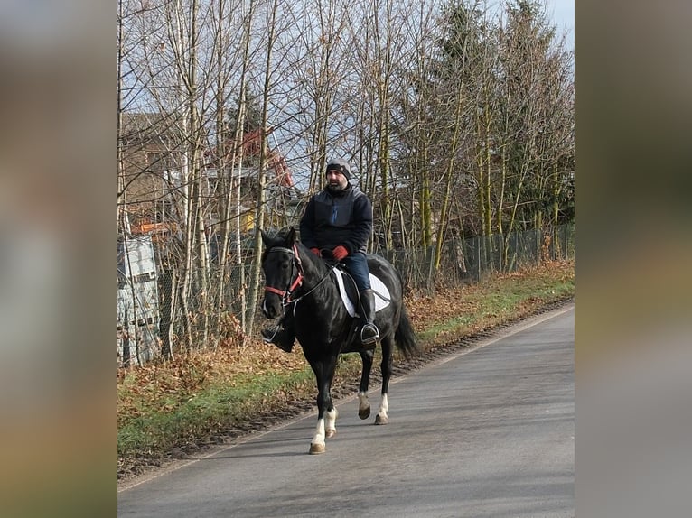 Sonstige Rassen Stute 8 Jahre 148 cm Rappe in Buttst&#xE4;dt