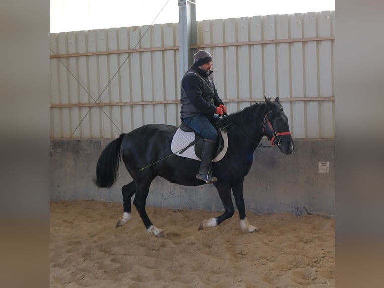 Sonstige Rassen Stute 8 Jahre 148 cm Rappe in Buttst&#xE4;dt