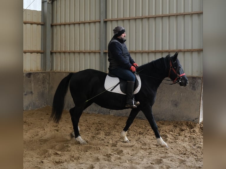 Sonstige Rassen Stute 8 Jahre 148 cm Rappe in Buttst&#xE4;dt