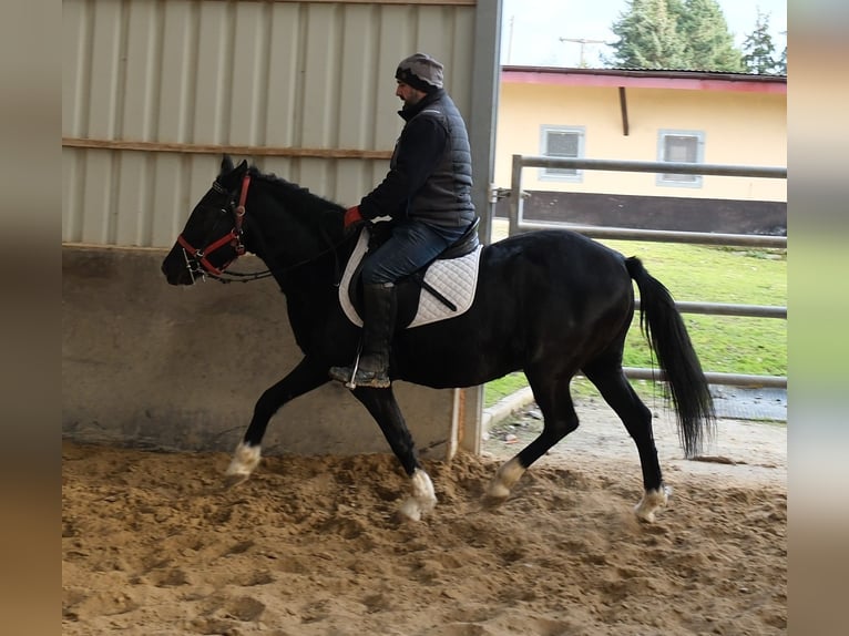 Sonstige Rassen Stute 8 Jahre 148 cm Rappe in Buttst&#xE4;dt