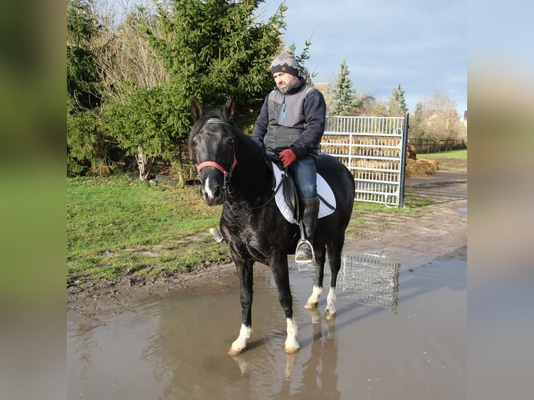 Sonstige Rassen Stute 8 Jahre 148 cm Rappe in Buttst&#xE4;dt