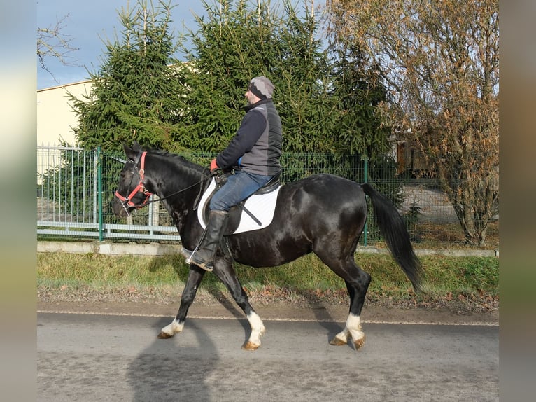 Sonstige Rassen Stute 8 Jahre 148 cm Rappe in Buttst&#xE4;dt