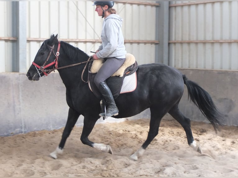 Sonstige Rassen Stute 8 Jahre 148 cm Rappe in Ellersleben