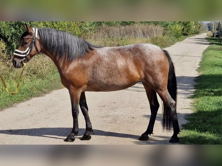 Sonstige Rassen Stute 8 Jahre 148 cm Roan-Bay in Obertrum am See