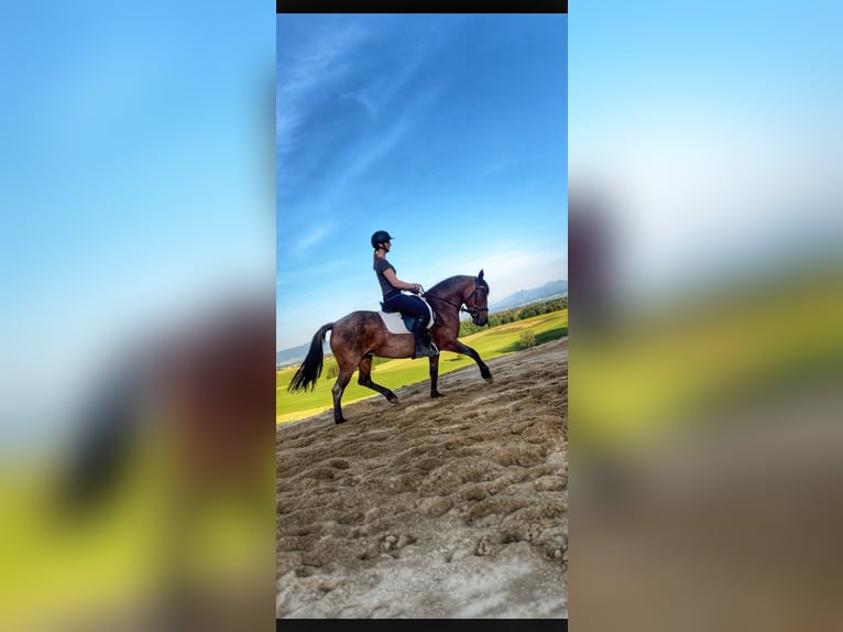 Sonstige Rassen Stute 8 Jahre 148 cm Roan-Bay in Obertrum am See