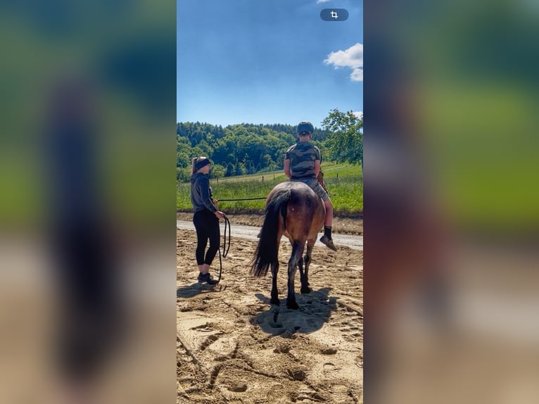 Sonstige Rassen Stute 8 Jahre 148 cm Roan-Bay in Obertrum am See