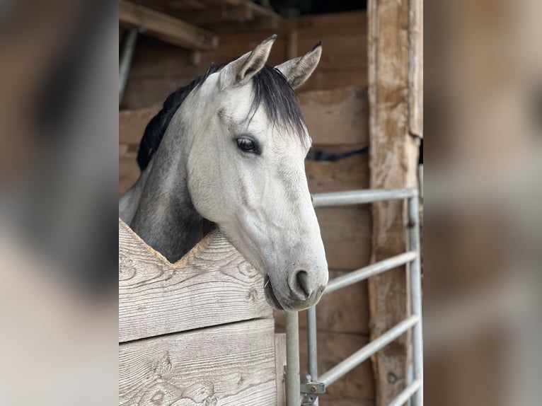 Sonstige Rassen Stute 8 Jahre 148 cm Schimmel in Feldkirch