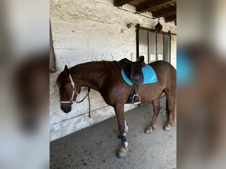 Sonstige Rassen Mix Stute 8 Jahre 150 cm Fuchs in Elixhausen