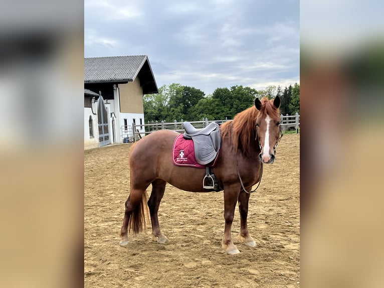 Sonstige Rassen Mix Stute 8 Jahre 150 cm Fuchs in Elixhausen